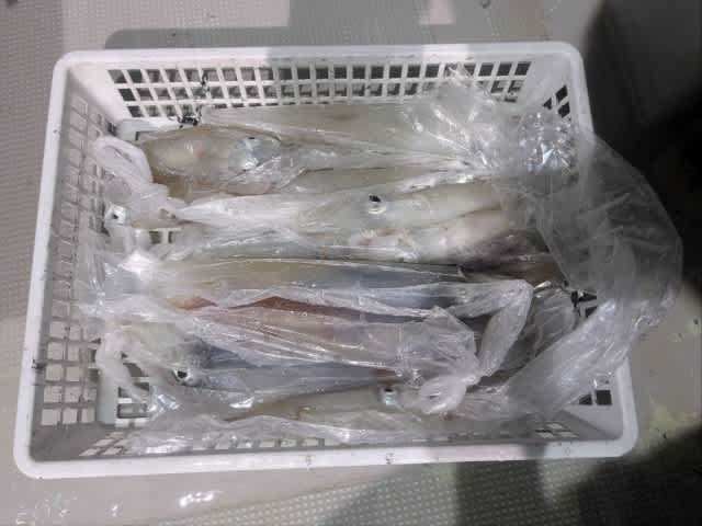 アカイカ(ケンサキイカ)