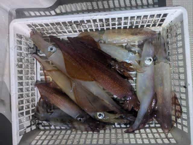 アカイカ(ケンサキイカ)