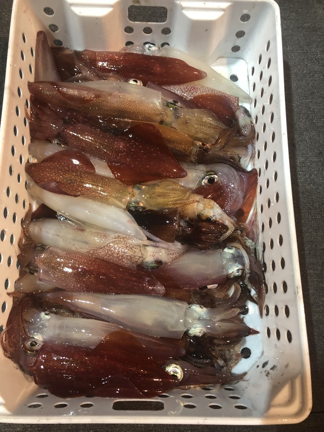 マルイカ(ケンサキイカ)