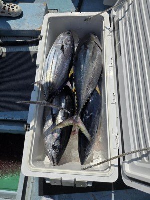 キメジ(キハダ)・カツオ