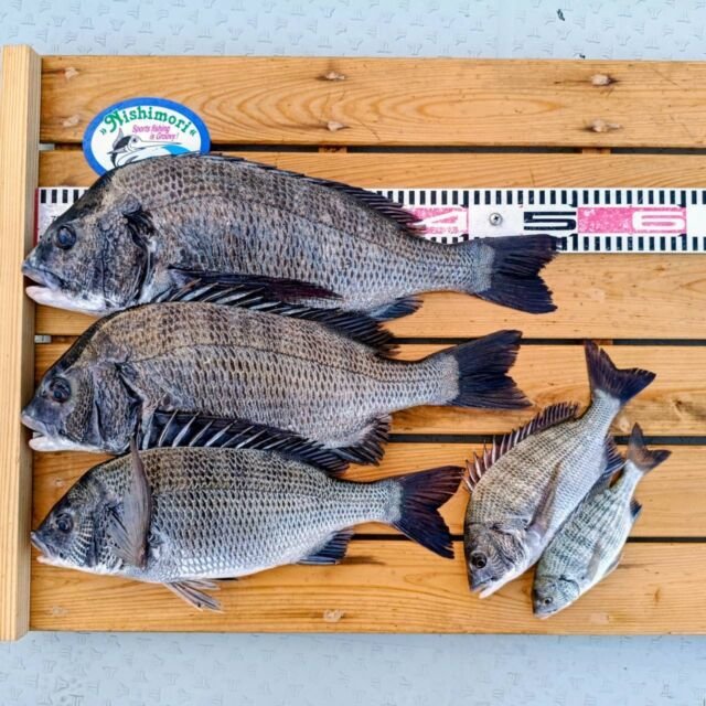 チヌ(クロダイ)