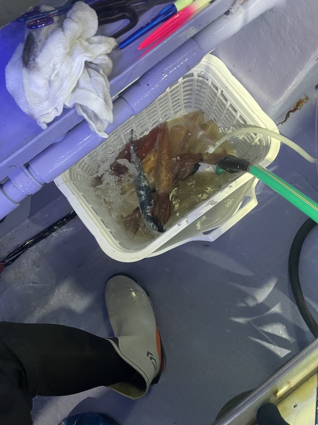 マルイカ(ケンサキイカ)・スルメイカ