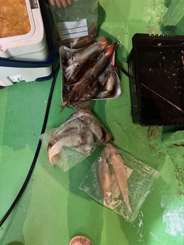 アカイカ(ケンサキイカ)・スルメイカ