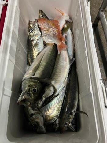 レンコダイ(キダイ)・アジ(マアジ)