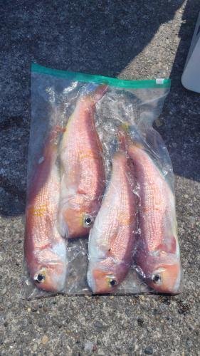 アマダイ(アカアマダイ)