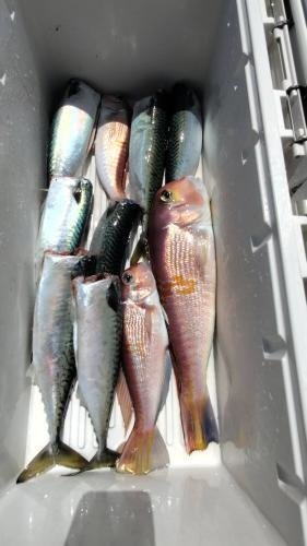 アマダイ(アカアマダイ)・サバ(ゴマサバ)