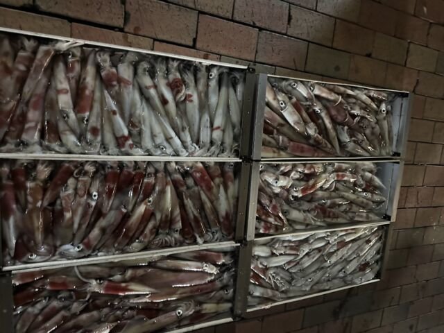 ケンサキ(ケンサキイカ)