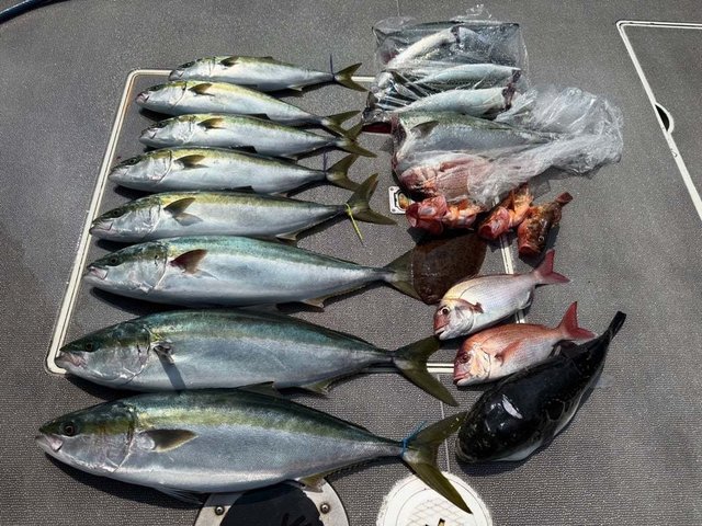 マダイ・ハマチ(ブリ)・カサゴ