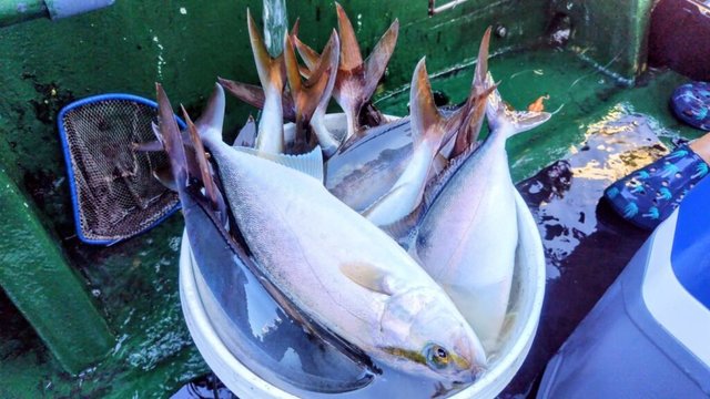 ネイリ(カンパチ)