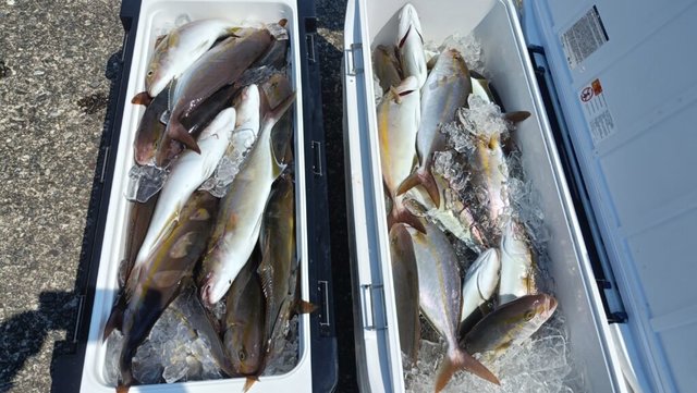 ネイリ(カンパチ)