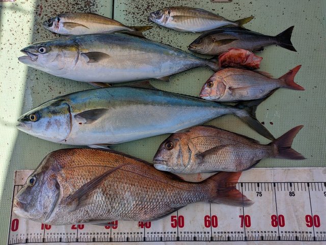 タイ(マダイ)・アジ(マアジ)・ブリ・イサギ(イサキ)