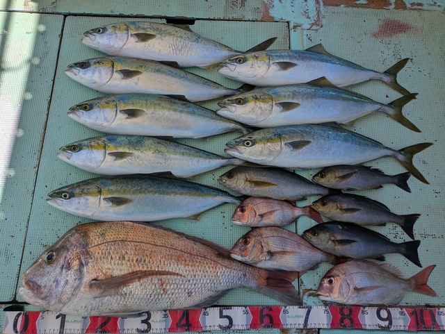 タイ(マダイ)・メジロ(ブリ)・イサギ(イサキ)