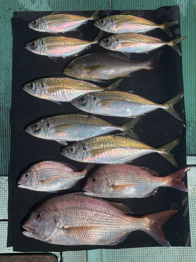 マダイ・マアジ・イサキ