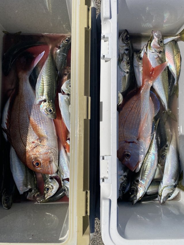 マダイ・マアジ