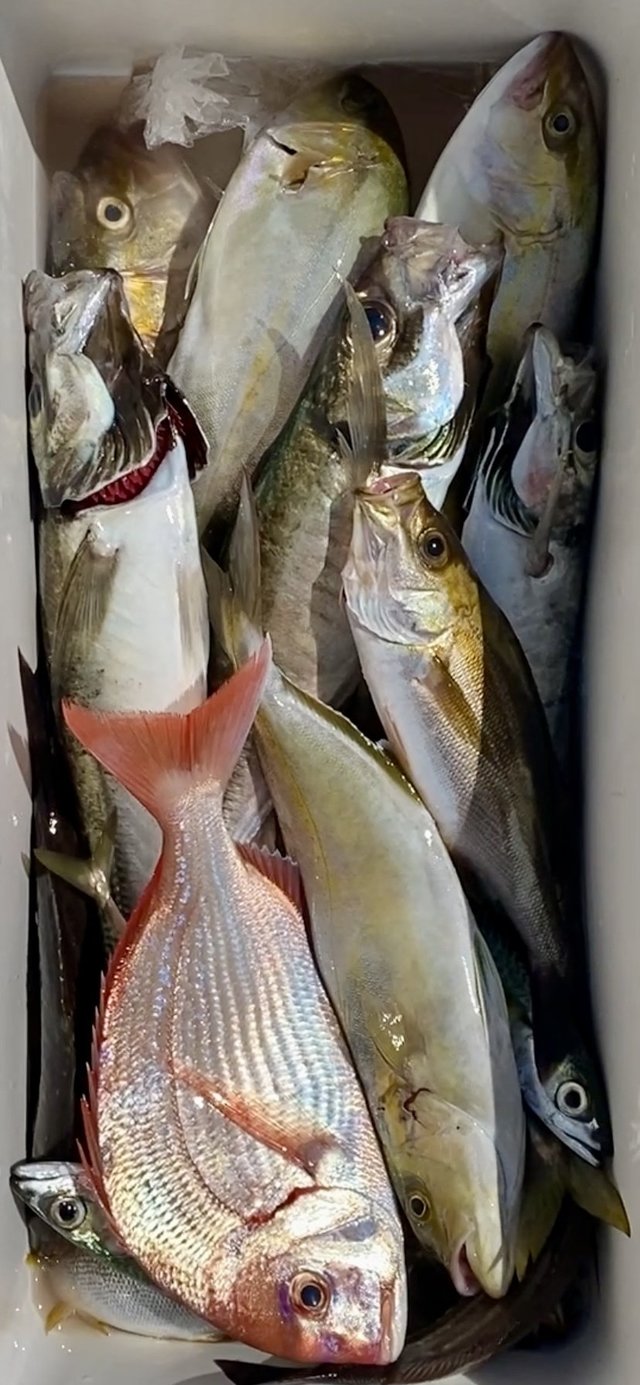 アジ(マアジ)・カンパチ・イサキ