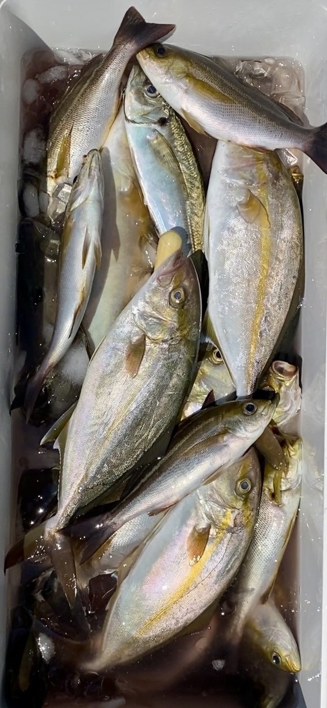 アジ(マアジ)・カンパチ・イサキ