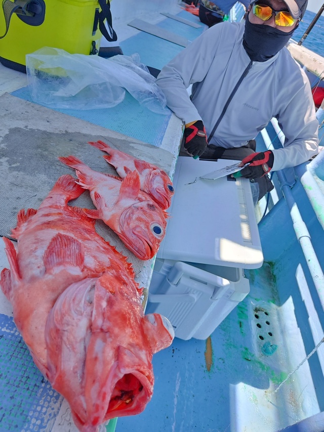 メヌケ(アコウダイ)