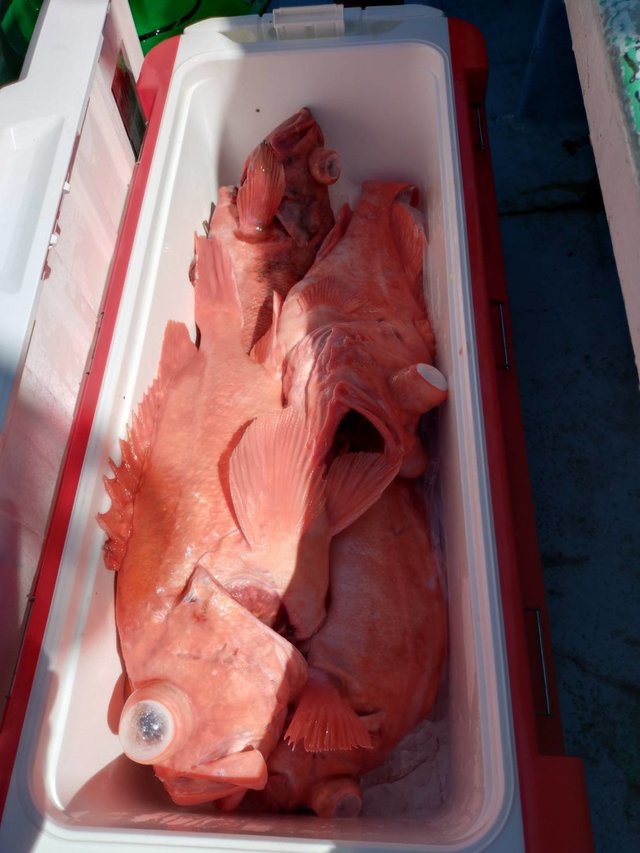 メヌケ(アコウダイ)