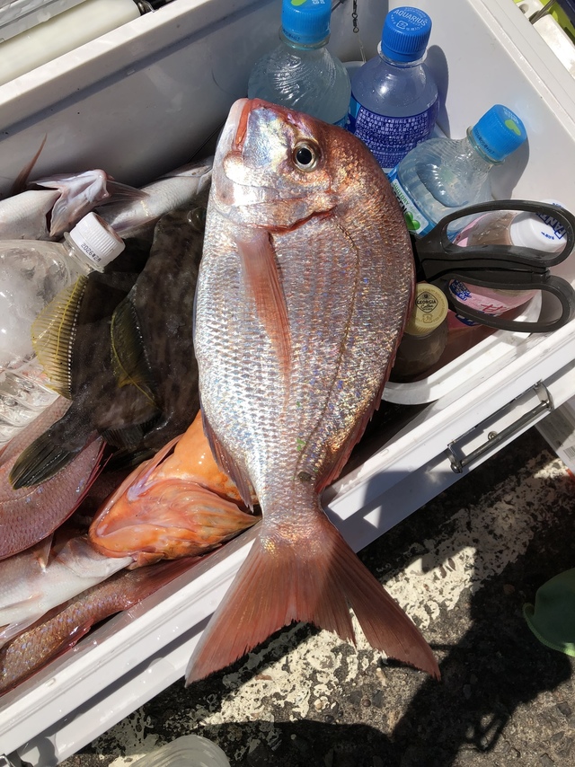 ハナダイ(チダイ)