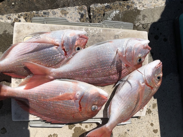 ハナダイ(チダイ)