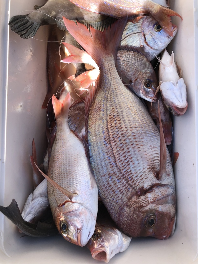 ハナダイ(チダイ)