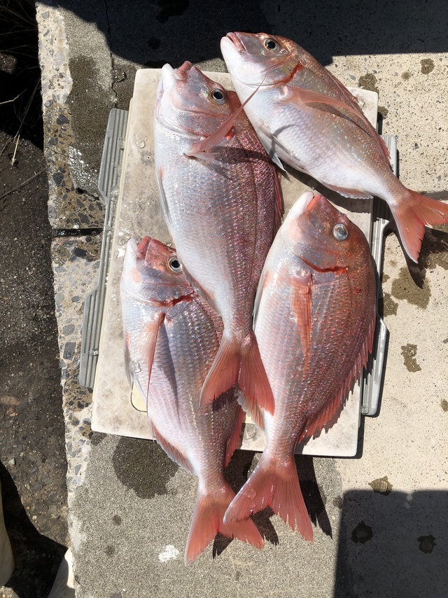 ハナダイ(チダイ)