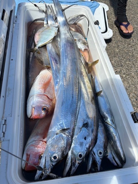 ハナダイ(チダイ)・カイワリ・タチウオ