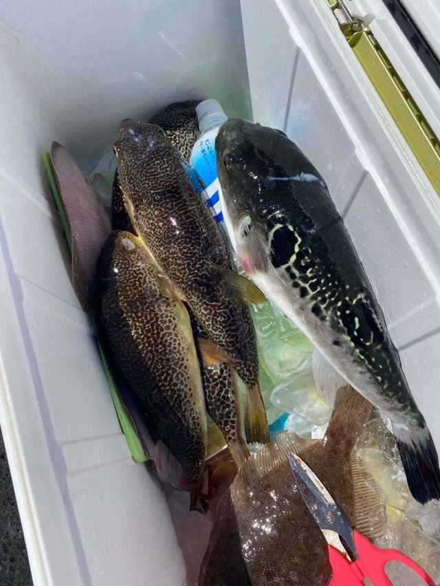 トラフグ・ショウサイフグ