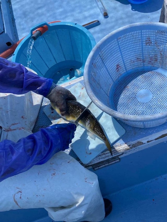 ショウサイフグ