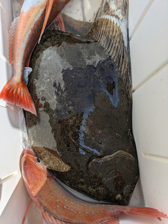 マダイ・ホウボウ・ヒラメ