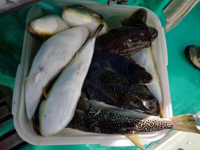 ショウサイフグ