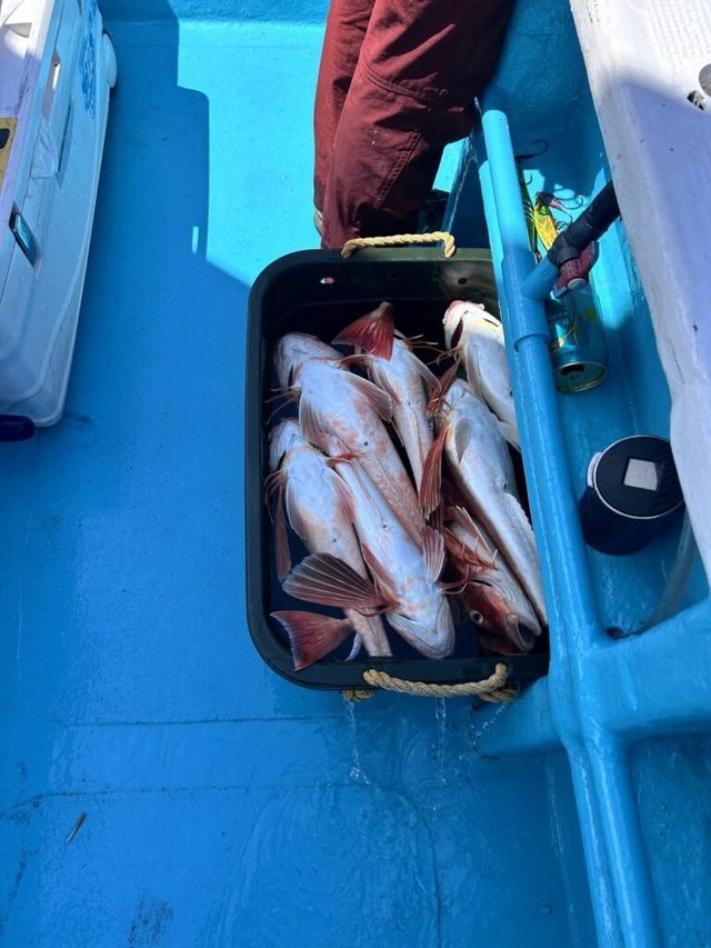 アマダイ(アカアマダイ)