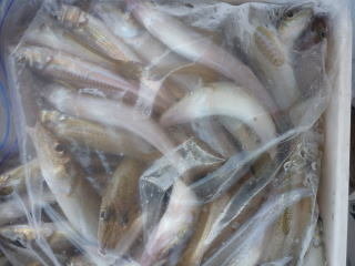 キス(シロギス)