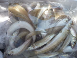 キス(シロギス)