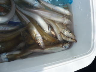 キス(シロギス)