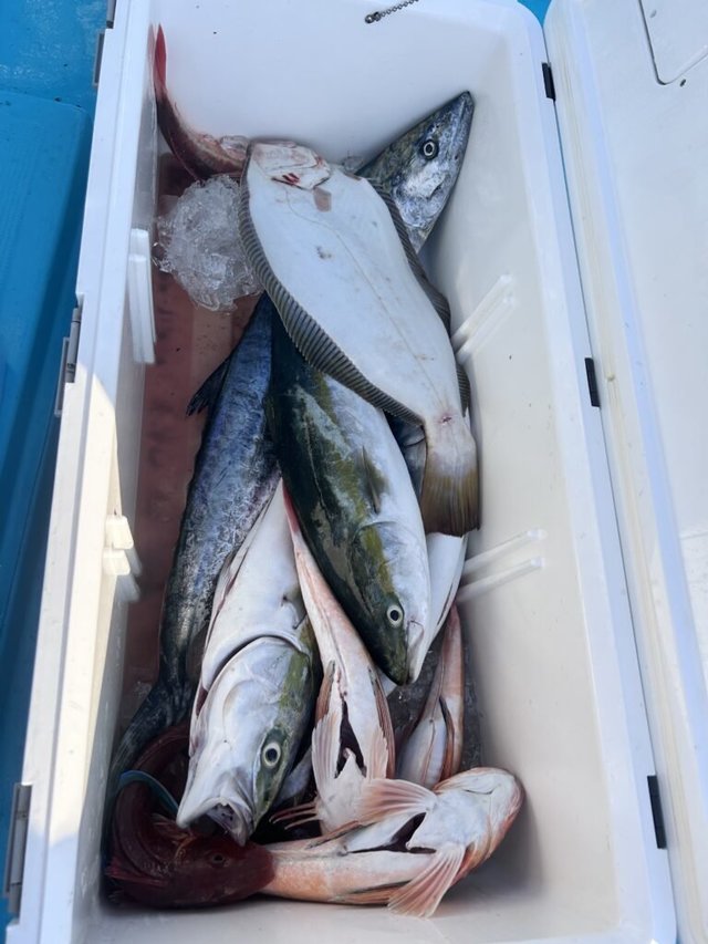 ワラサ(ブリ)・サワラ・ホウボウ・ヒラメ