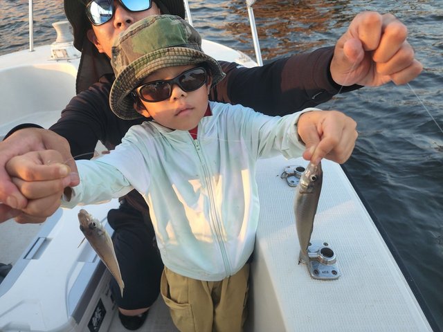 キス(シロギス)