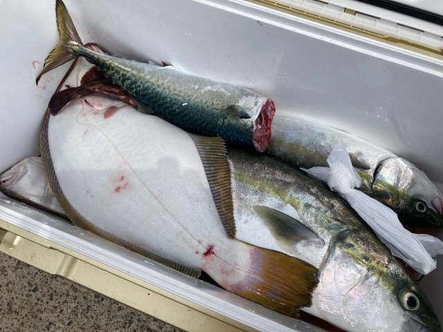 イナダ(ブリ)・ヒラメ