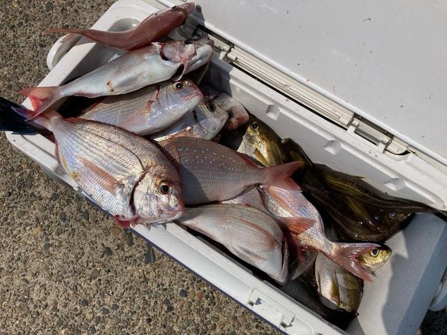 ハナダイ(チダイ)・イサキ・ウマヅラ(ウマヅラハギ)