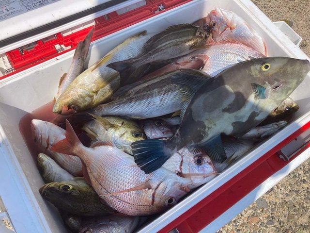 ハナダイ(チダイ)・イサキ・ウマヅラ(ウマヅラハギ)