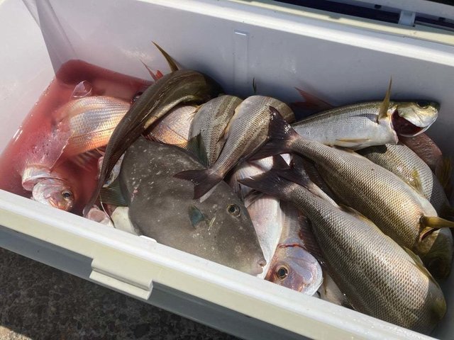 ハナダイ(チダイ)・イサキ・ウマヅラ(ウマヅラハギ)