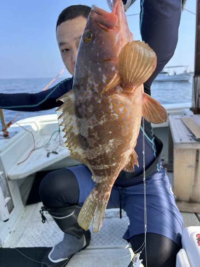 アコウ(キジハタ)