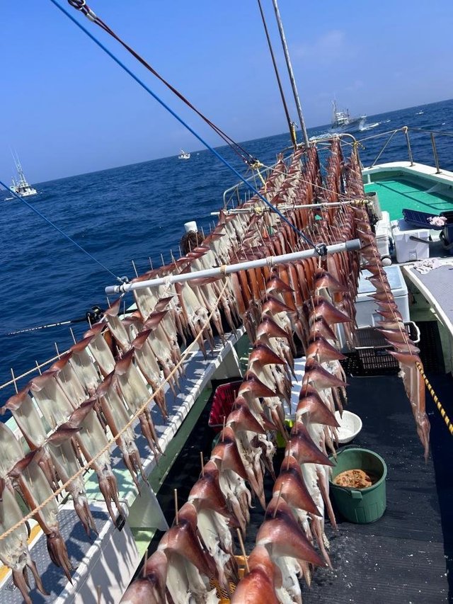 スルメ(スルメイカ)