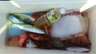 レンコダイ(キダイ)・ハナダイ(チダイ)・キジハタ・ヒラメ