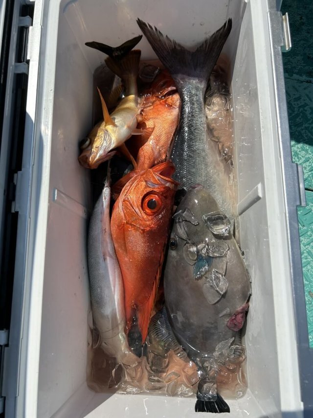 シキシマハナダイ・チカメキントキ・メダイ・ウスバハギ・オキメバル(ウスメバル)