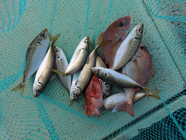 タイ(マダイ)・アジ(マアジ)