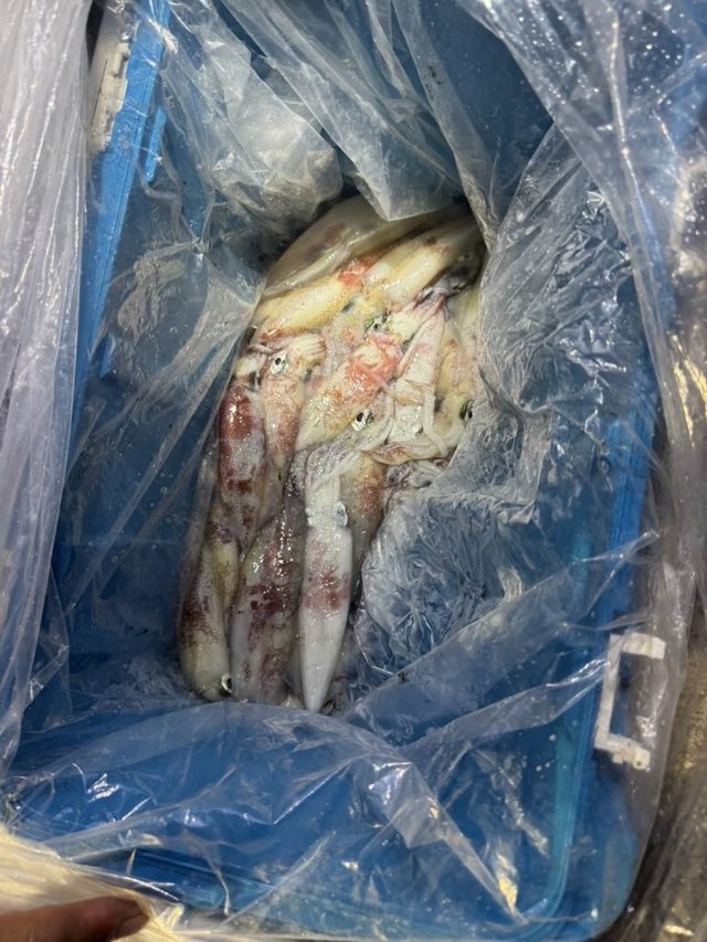 シロイカ(ケンサキイカ)