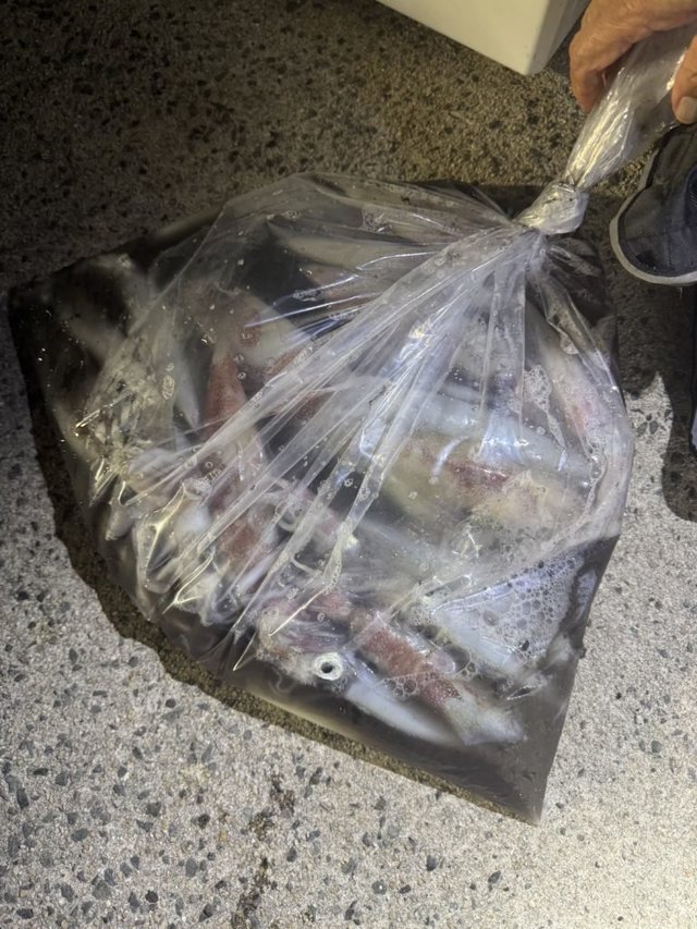 シロイカ(ケンサキイカ)