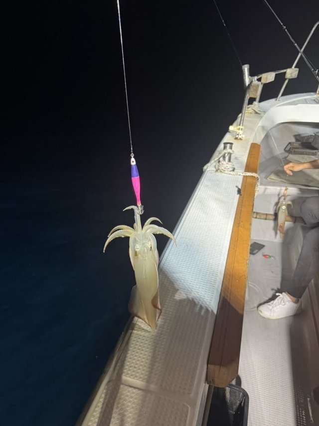 シロイカ(ケンサキイカ)