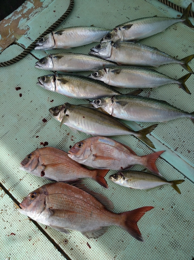 タイ(マダイ)・アジ(マアジ)・サバ(マサバ)